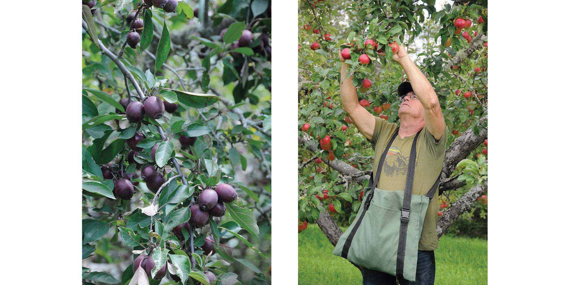 An image of apples growing on tress and an image of the of the book, Hardy Apples author, Robert Osborne picking apples